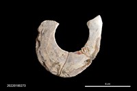 藏品(貝環)的圖片